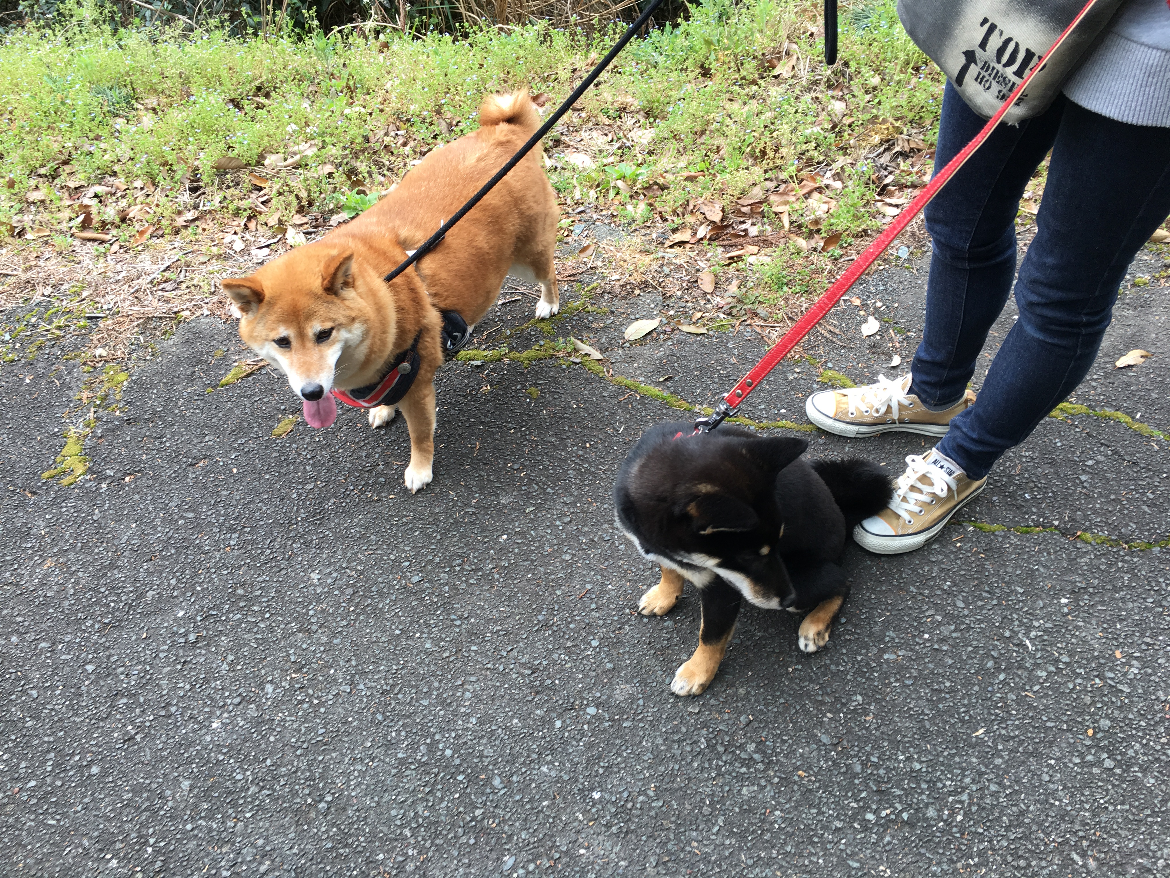 しつけ教室 柴犬「さくら」と「はな」編