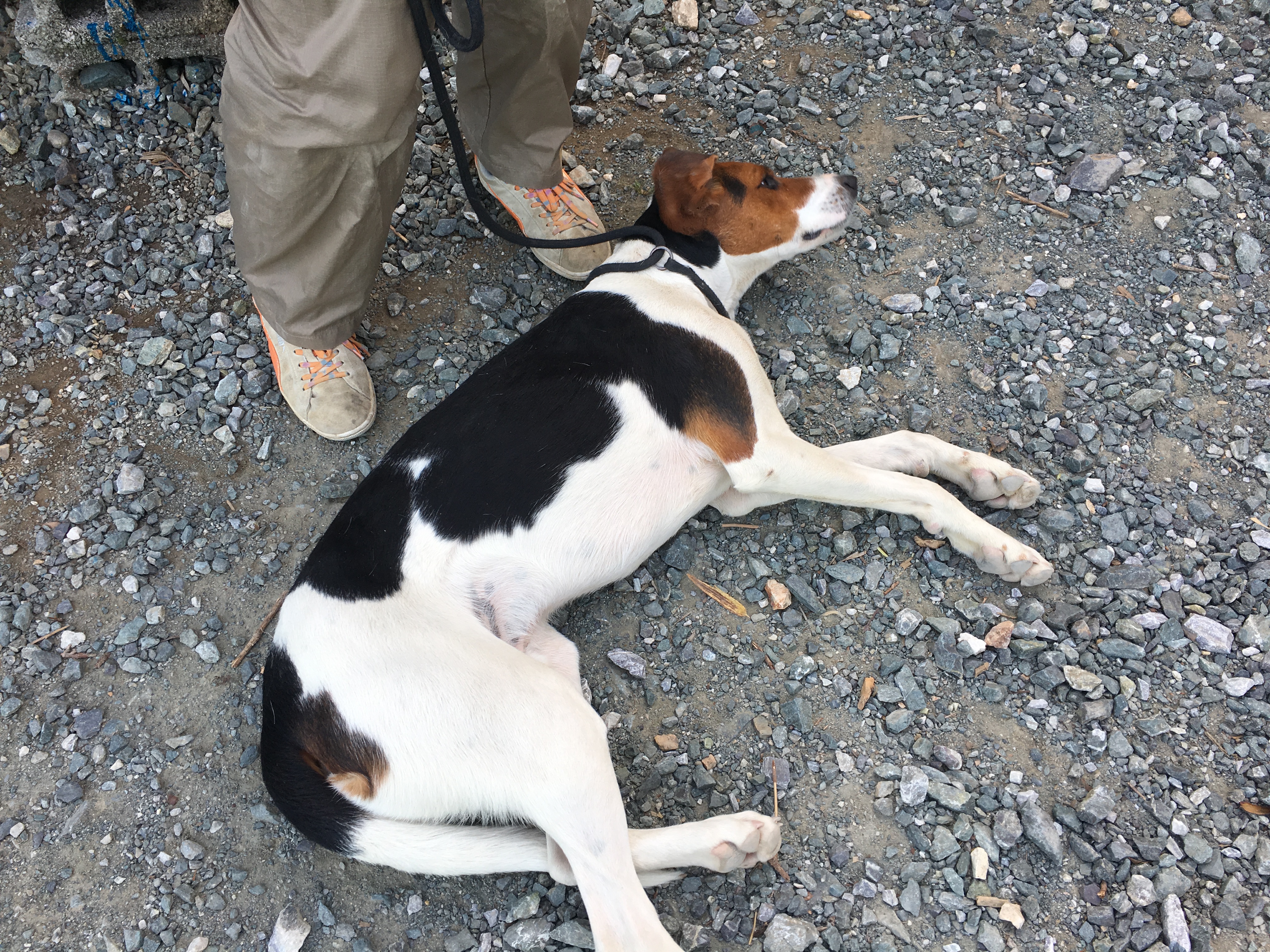 ペットのブリーダーワンブーのしつけ 犬のお手入れ編