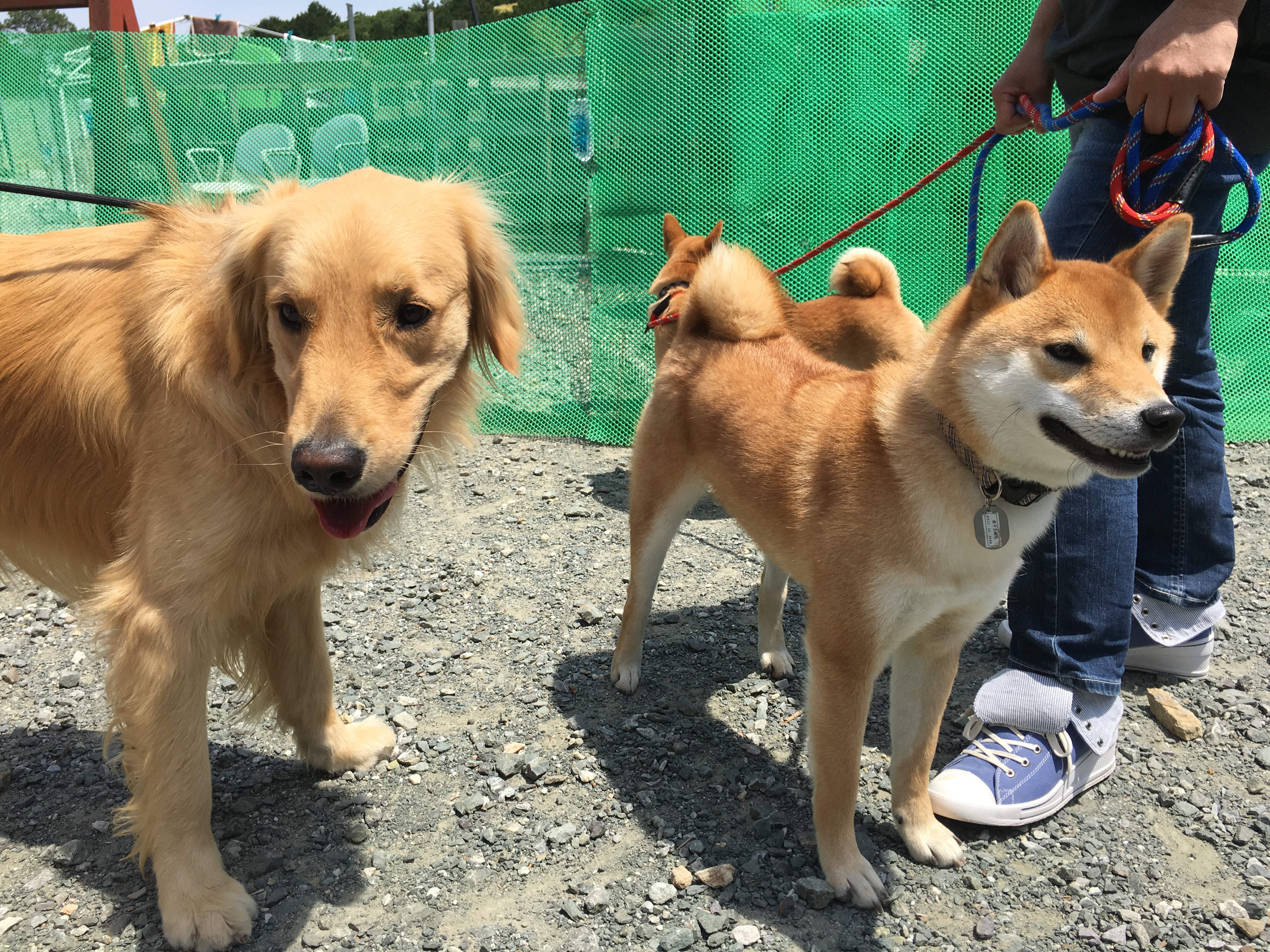 休日のワンブー ゴールデンレトリーバー「ソラ」と柴犬「五郎丸」「六平太」