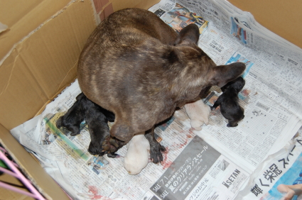 2008年8月6日産まれのフレンチブルドッグ子犬の写真