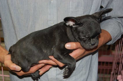 フレンチブルドッグの子犬の写真200808067-2