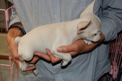 フレンチブルドッグの子犬の写真200808062-2