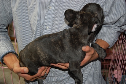 フレンチブルドッグの子犬の写真200808064-2