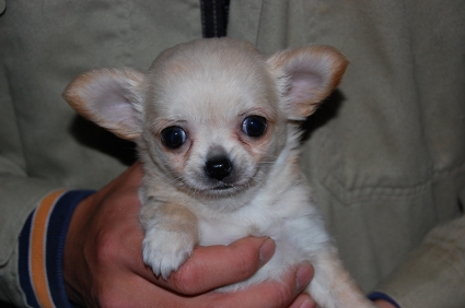 ロングコートチワワの子犬の写真No.200811181
