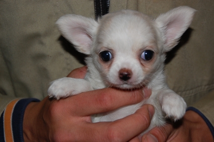 ロングコートチワワの子犬の写真No.200811182