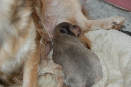 チワワの子犬の写真