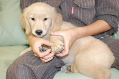 ゴールデンレトリーバーの子犬の爪切り写真