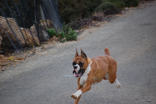 走るボクサー犬の写真