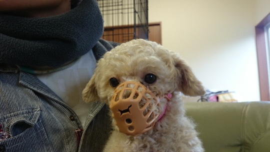 ミックス犬の「茶々丸」の写真