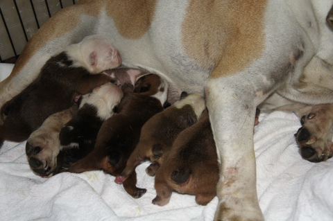 2012年11月5日産まれのブルドッグの子犬の写真