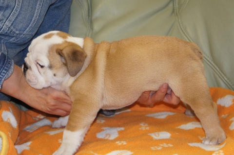 ブルドッグの子犬の写真201211052-2