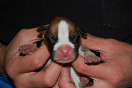 2009年2月13日産まれのボクサーの子犬の写真