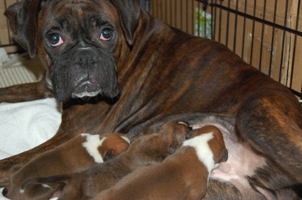 2009年10月12日産まれのボクサーの子犬の写真