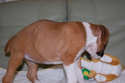 ボクサーの子犬の写真200910123-2