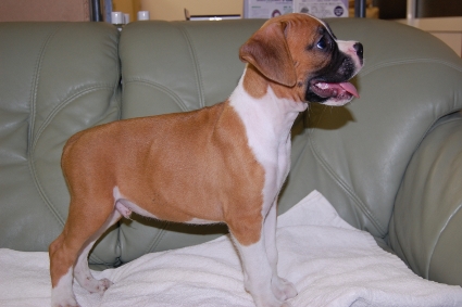 ボクサーの子犬の写真200910121-2