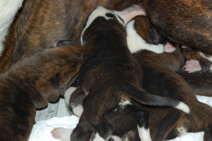 2010年4月25日産まれのボクサー犬の子犬の写真