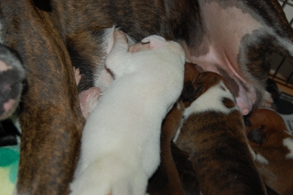 2010年12月1日産まれのボクサー犬の子犬の写真