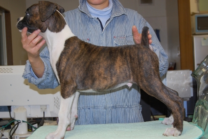 ボクサー犬の子犬の写真201012011-2