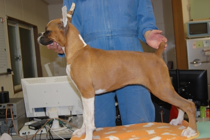 ボクサー犬の子犬の写真201012017-2