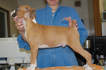 ボクサー犬の子犬の写真201101141-2