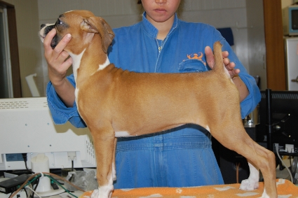ボクサー犬の子犬の写真201101145-2