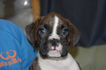 2011年10月20日産まれのボクサー犬の子犬の写真