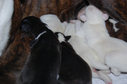 2011年12月28日生まれのボクサー犬の子犬の写真