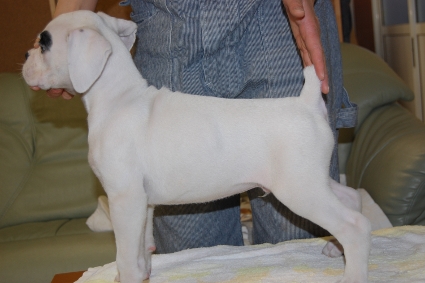 ボクサー犬の子犬の写真201112285-2
