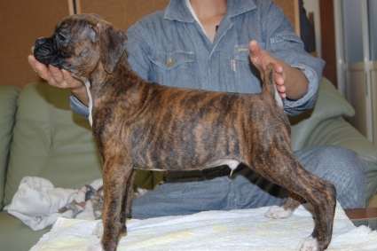 ボクサー犬の子犬の写真201112284-2