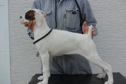 ボクサー犬の子犬の写真201112286-2