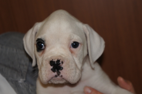 2012年9月7日産まれのボクサー犬の子犬の写真