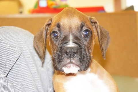 2012年8月26日産まれのボクサー犬の子犬の写真