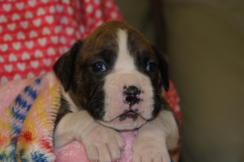 2012年12月20日産まれのボクサー犬の子犬の写真