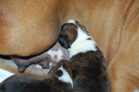 ボクサー犬の子犬の写真2