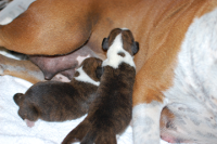 2014年1月16日生まれのボクサー犬の子犬の写真