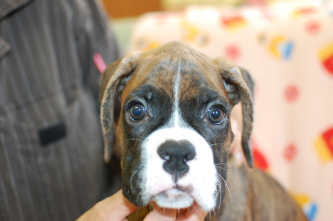 ボクサー犬の子犬の写真201404141