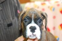 2014年4月14日生まれのボクサー犬の子犬の写真
