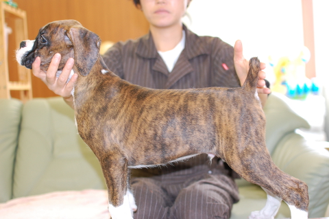 ボクサー犬の子犬の写真201404141-2