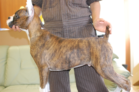 ボクサー犬の子犬の写真201404141-2