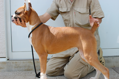 ボクサー犬の子犬の写真201404142-2