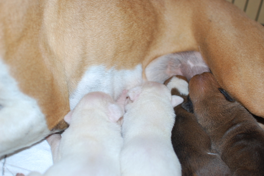 ボクサー犬の子犬の写真2