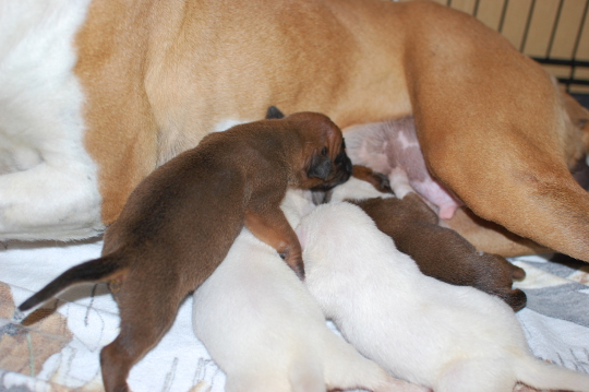 ボクサー犬の子犬の写真