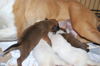 2015年3月25日生まれのボクサー犬の子犬の写真