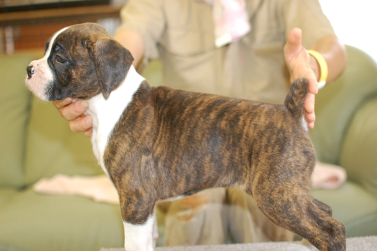 ボクサー犬の子犬の写真201506103-2