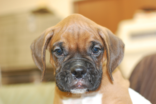 ボクサー犬の子犬の写真201506102