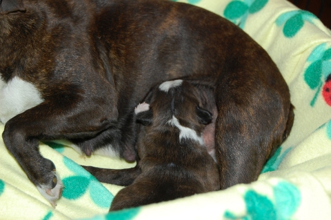 2012年4月16日産まれのボストンテリアの子犬の写真
