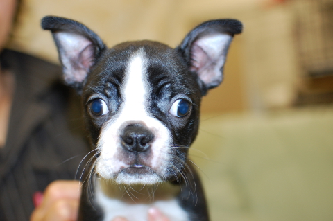 ボストンテリアの子犬の写真201401202