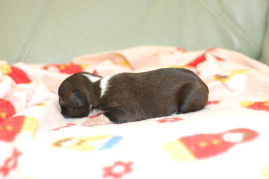 ボストンテリアの子犬の写真201506181-2