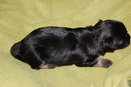 ロングコートチワワの子犬の写真No.201005135-2