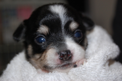 ロングコートチワワの子犬の写真No.201005134